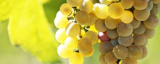 葡萄是天然而又溫和的通便食物。